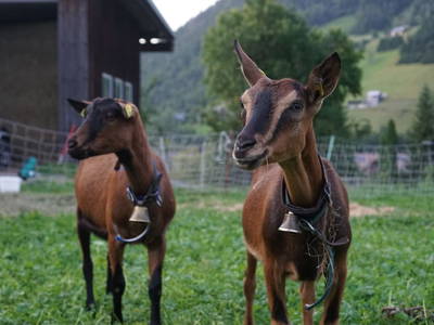 Bild 50 aus  Bauernhof Bertsch