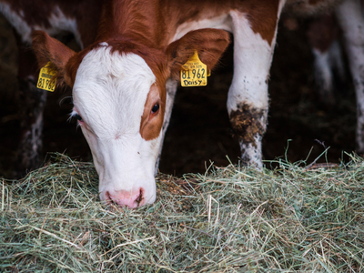 Bild 21 aus  Bauernhof Härtel