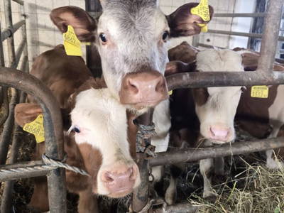 Bild 66 aus  Santnergut