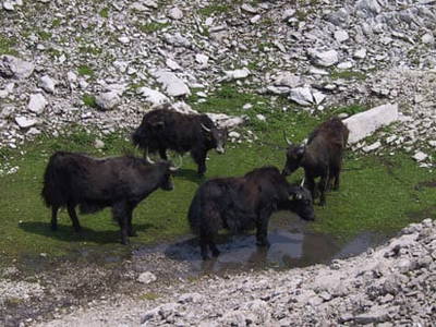 Bild 35 aus  Bio Bauernhof Burtscher