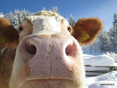 Bild 30 aus  BIO-Bauernhof Gerlhof