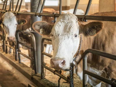 Bild 7 aus  Windischlehen