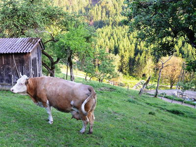 Bild 15 aus  Wratschnighof