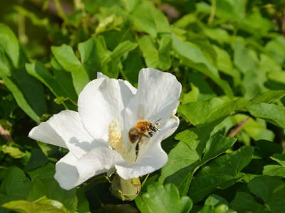 Bild 32 aus  Lindenhof