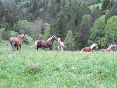 Bild 2 aus  Thalhammer