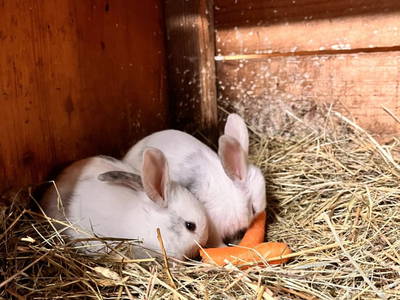 Bild 28 aus  Lahnerhof