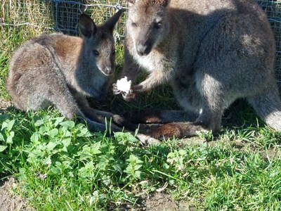 Bild 17 aus  Zillerlehen