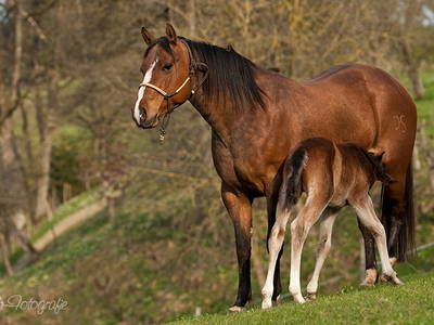 Bild 16 aus  Hubertushof Steidle