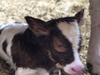 Bild 17 aus  Margreitterhof