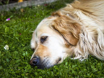 Bild 28 aus  Obergaunitschhof