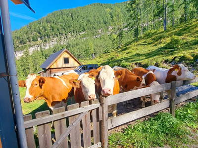 Bild 20 aus  Chalet Troadkasten - Biohof Kreilgut