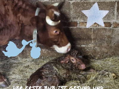 Bild 47 aus  Willkommen bei Familie Gutmann  auf dem Itzenwaldhof