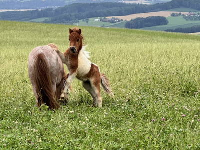 Bild 15 aus  Hochhubergut