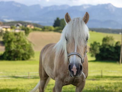 Bild 25 aus  Pleschinhof