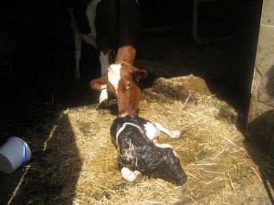 Bild 25 aus  Denggalahof