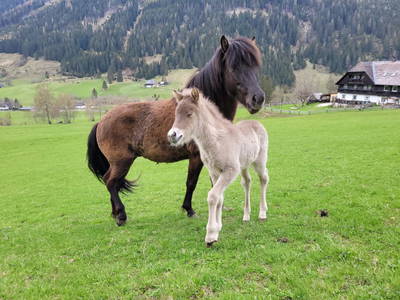 Bild 222 aus  Der Perweinhof