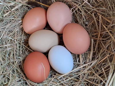 Bild 43 aus  Hof Benesch