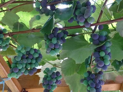 Bild 14 aus  Susi's Kellerstöckl