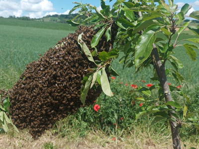 Bild 23 aus  Ferienhaus Weinmeyer 