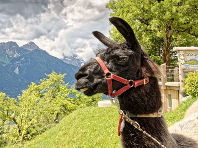 Bild 83 aus  Panoramahof am Goldberg