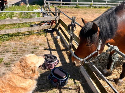 Bild 20 aus  Ferienhof Sell Bauernhofurlaub Ostsee Ponys