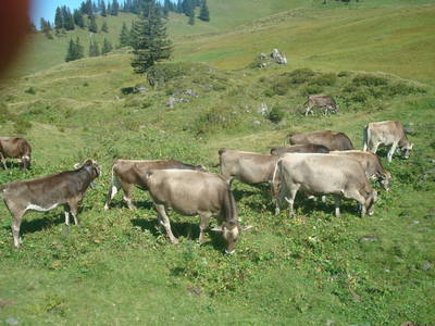 Bild 73 aus  Bauernhof Bertsch