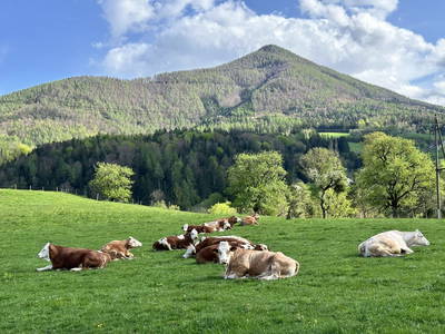 Bild 10 aus  Ferienhof Kirchbichl