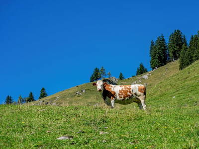 Bild 168 aus  Hagerhof