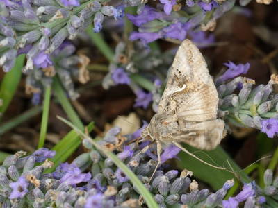 Bild 77 aus  Bauernhof Perhinig