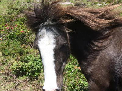 Bild 40 aus  Biobauernhof Mesneranderl