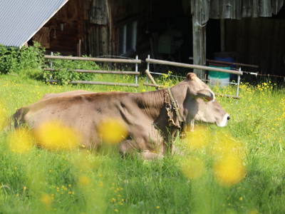 Bild 185 aus  Familienbauernhof Bereuter