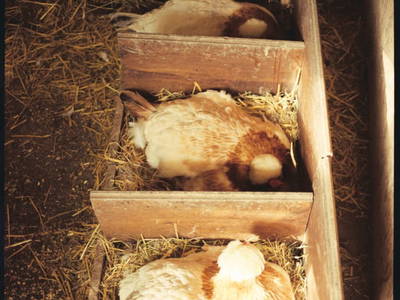 Bild 19 aus  Landhof Holzer