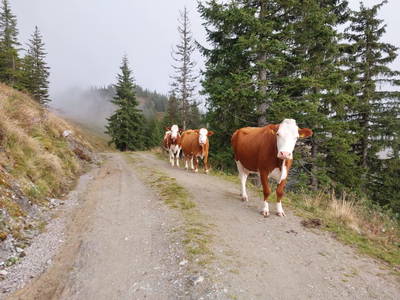 Bild 17 aus  Burnstein