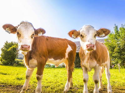 Bild 8 aus  Bio Bauernhof Paulbauer