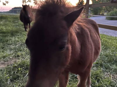 Bild 80 aus  Sachsenbucherhof