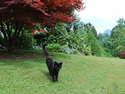 Bild 71 aus  Unteres Feld