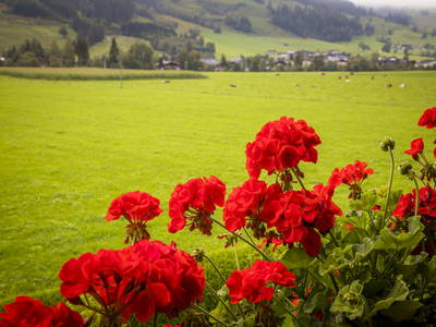 Bild 24 aus  Chalet Matzhof