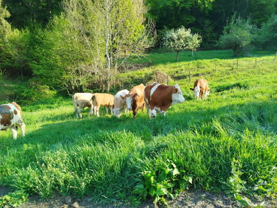 Bild 128 aus Promschhof