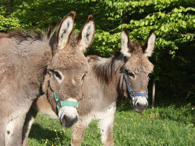 Bild 18 aus  LandSelection Gut Grasleiten