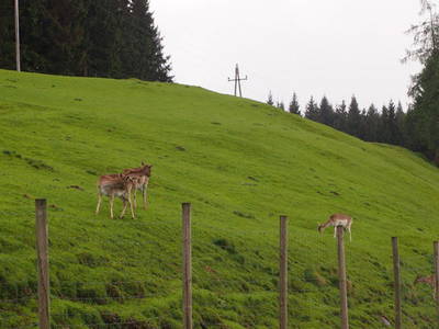 Bild 62 aus  Bachrain - Bio am Berg 