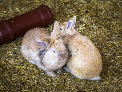 Bild 105 aus  Oberegghof