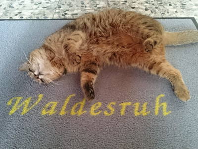 Bild 9 aus  Bio-Arche-Bauernhof Waldesruh