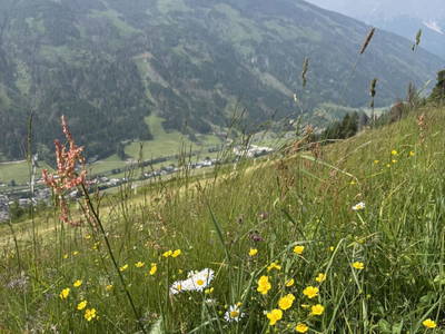 Bild 115 aus  Schuistlhof