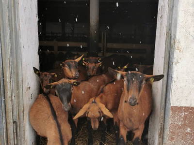 Bild 21 aus  Ferdlhof