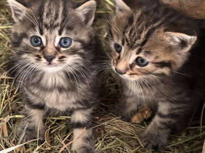 Bild 109 aus  Schuistlhof