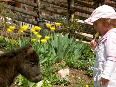 Bild 87 aus  Miniponyhof Wild