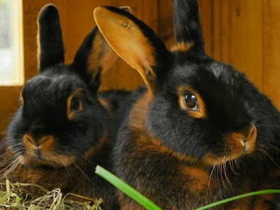 Bild 10 aus  Ferienhof  Schmidtner