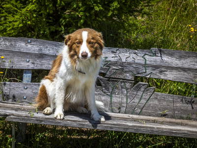 Bild 22 aus  Premhof