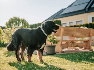 Bild 81 aus  Wieserhof