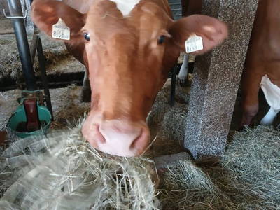 Bild 54 aus  Bio-Bauernhof Vordergschwandtgut